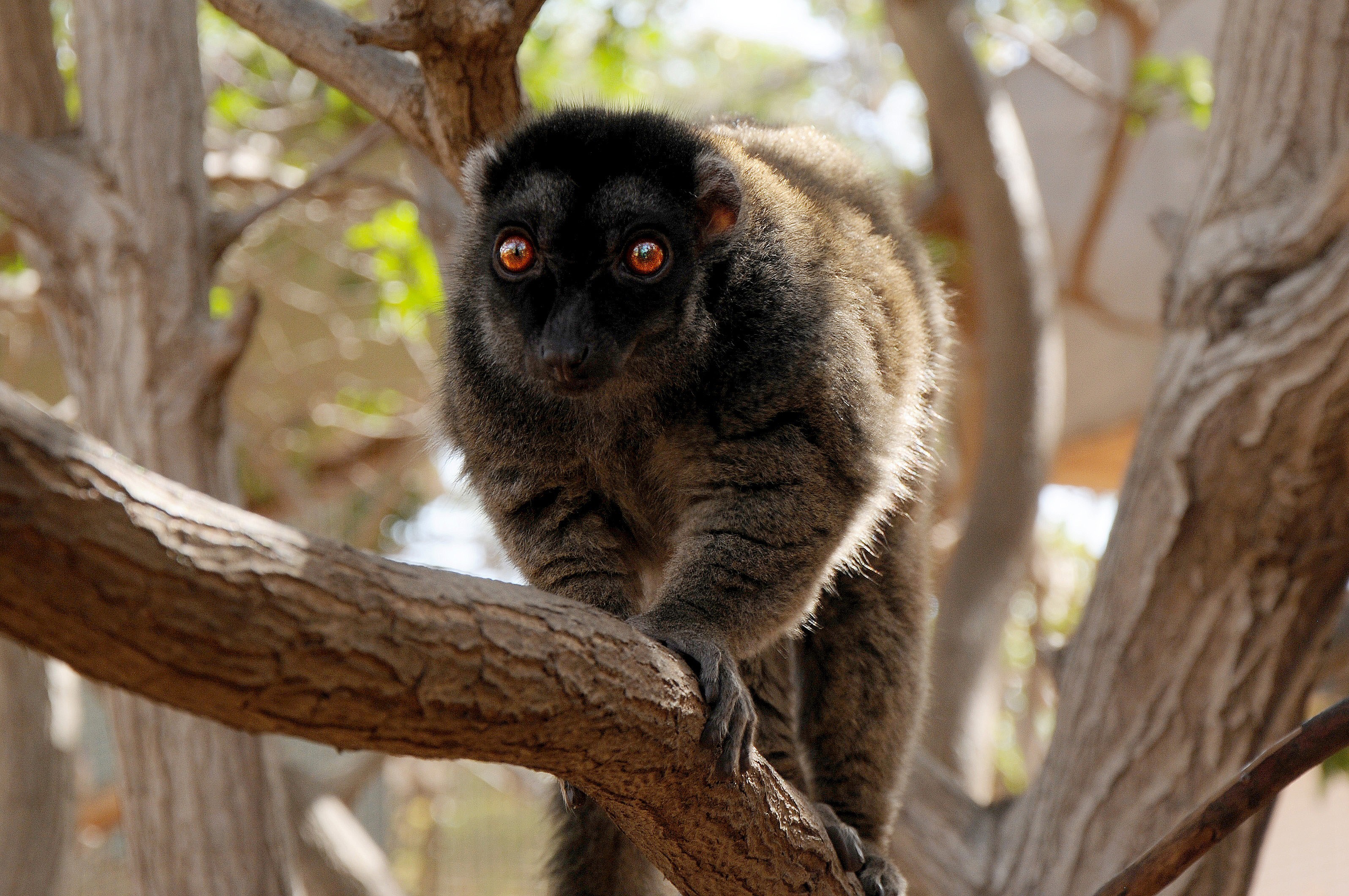Cute monkey