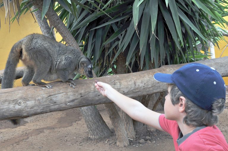 Monkey Park, Zoo at Los Cristianos