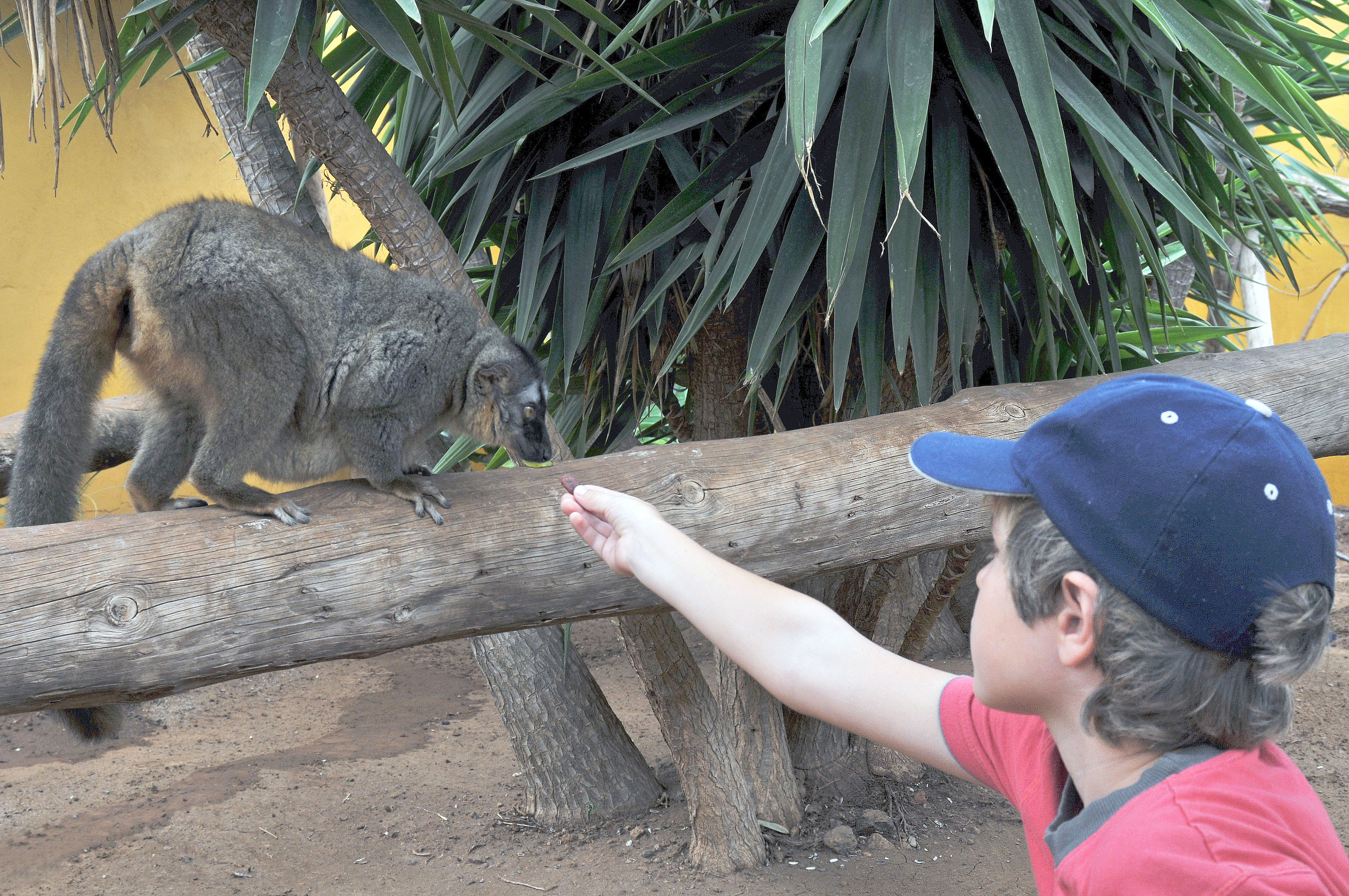 Child feeds lemur