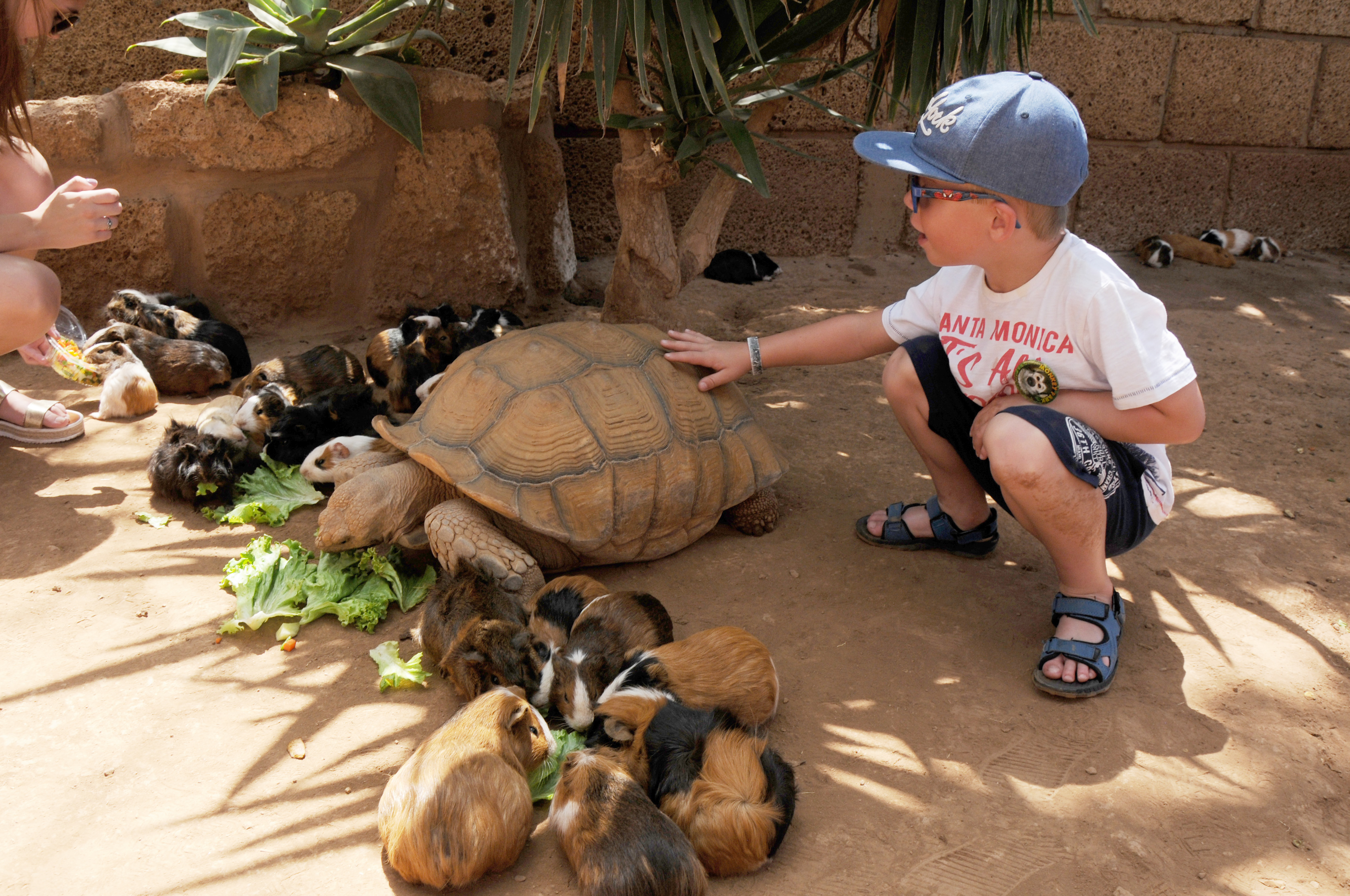 Big Turtle