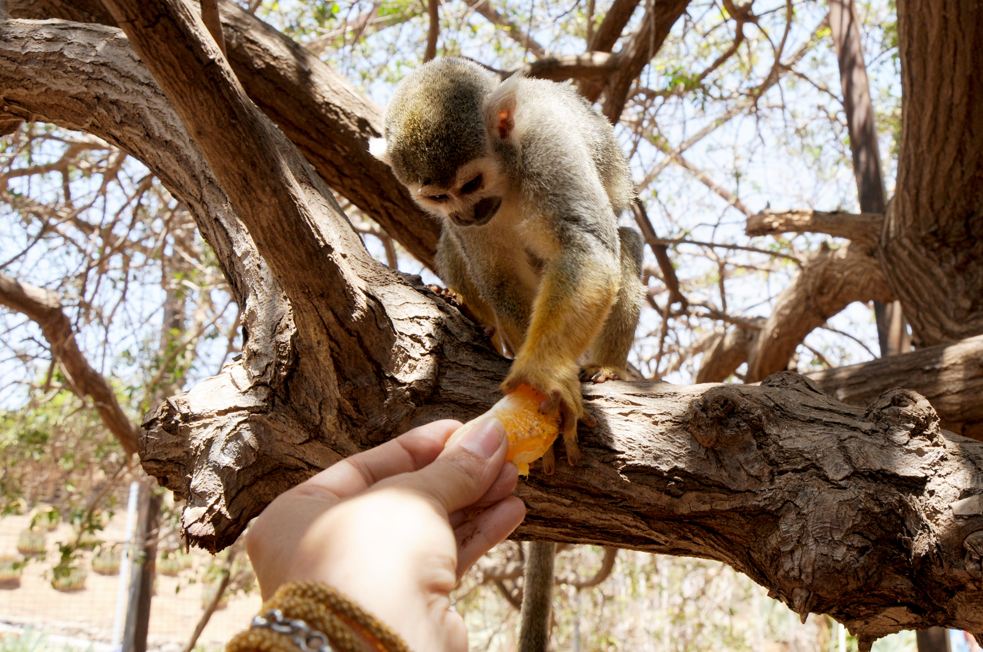 Lemur eats mandarin