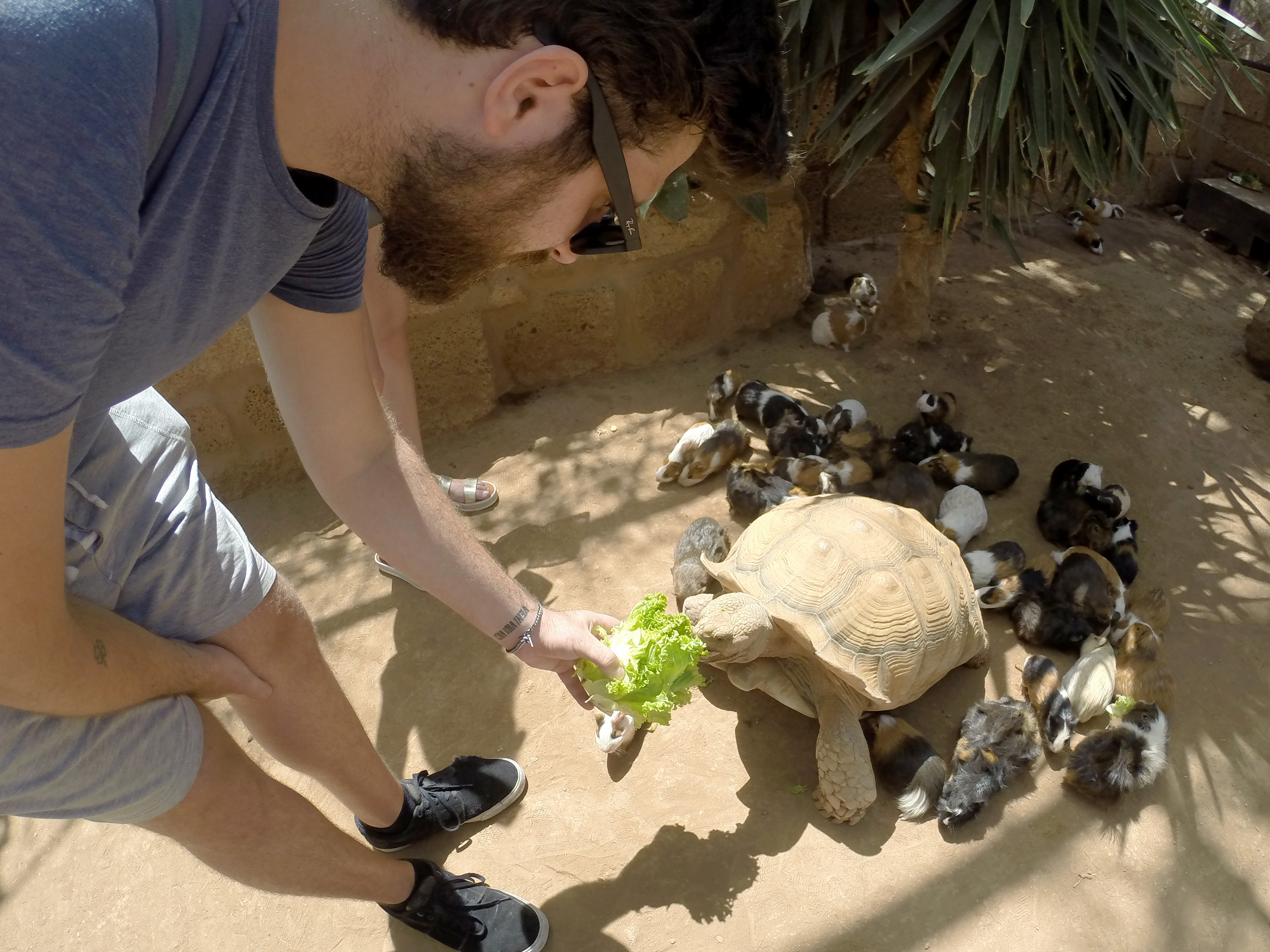 Turtle