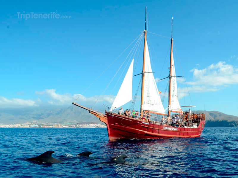 Peterpan delphin