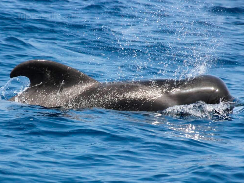 Peterpan whales view