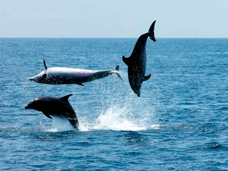Delphins Jumps