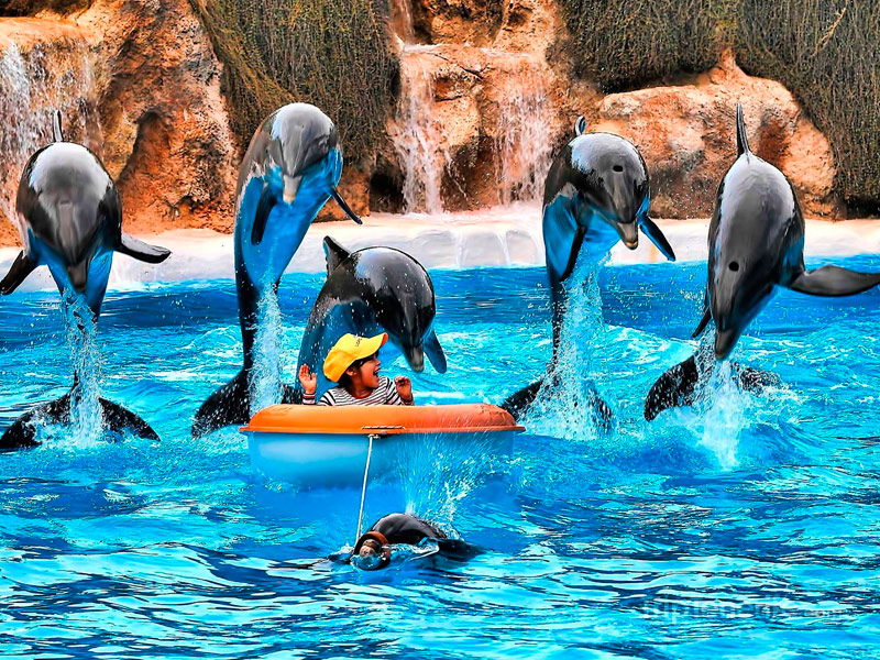 Loro Parque Nº1 Zoo Park in Tenerife Buy your Tickets Online