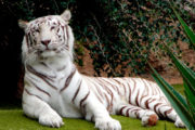 beautiful white tiger
