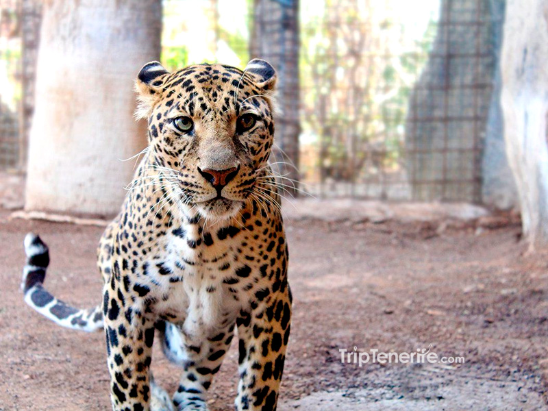junglepark