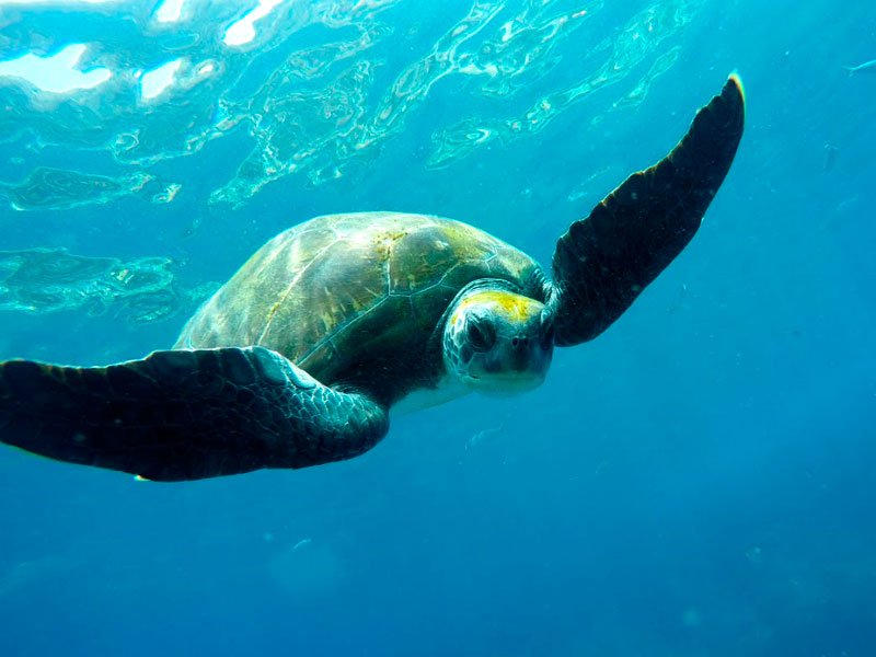 Big Turtle
