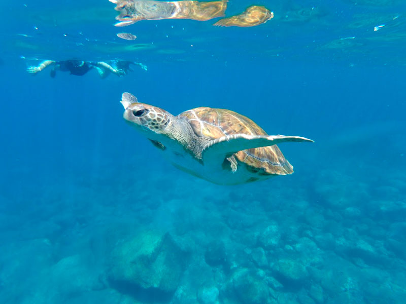 Turtle